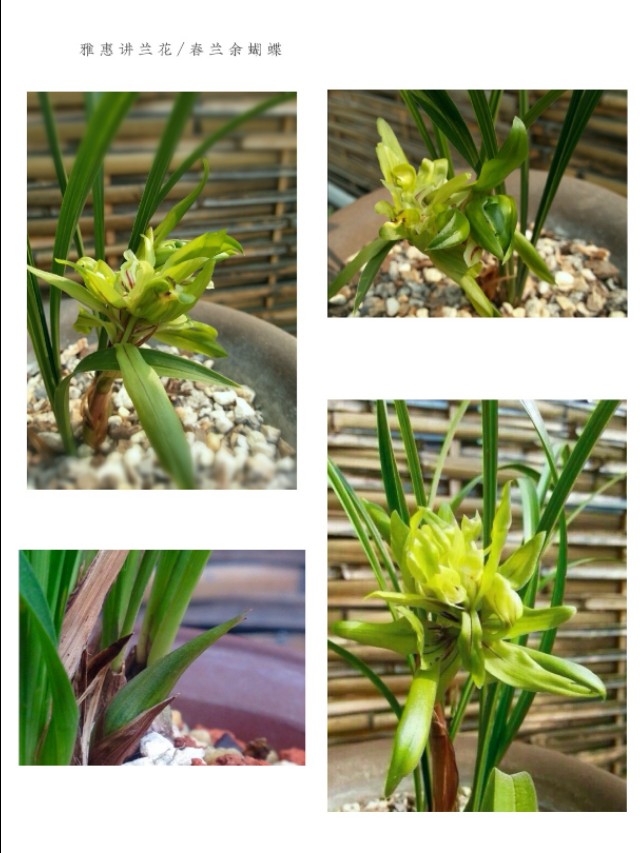 春兰入门级品种介绍：大富贵、环球荷鼎、端秀荷、余蝴蝶等等