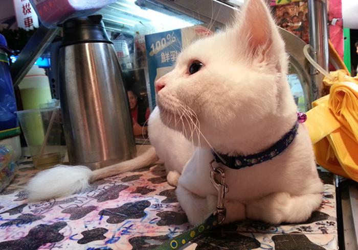 铲屎官的吃猫头行为,铲屎官对猫的奇葩操作