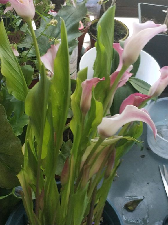 马蹄莲养不好，注意3点细节，黄叶变绿叶