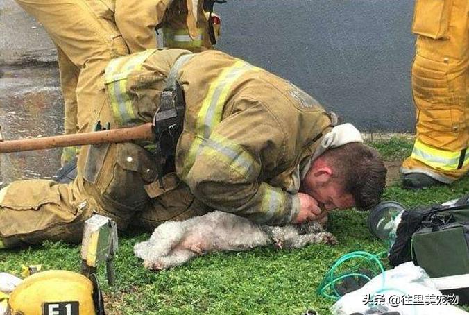 宠物狗意外去世怎么安慰,宠物狗急救方法