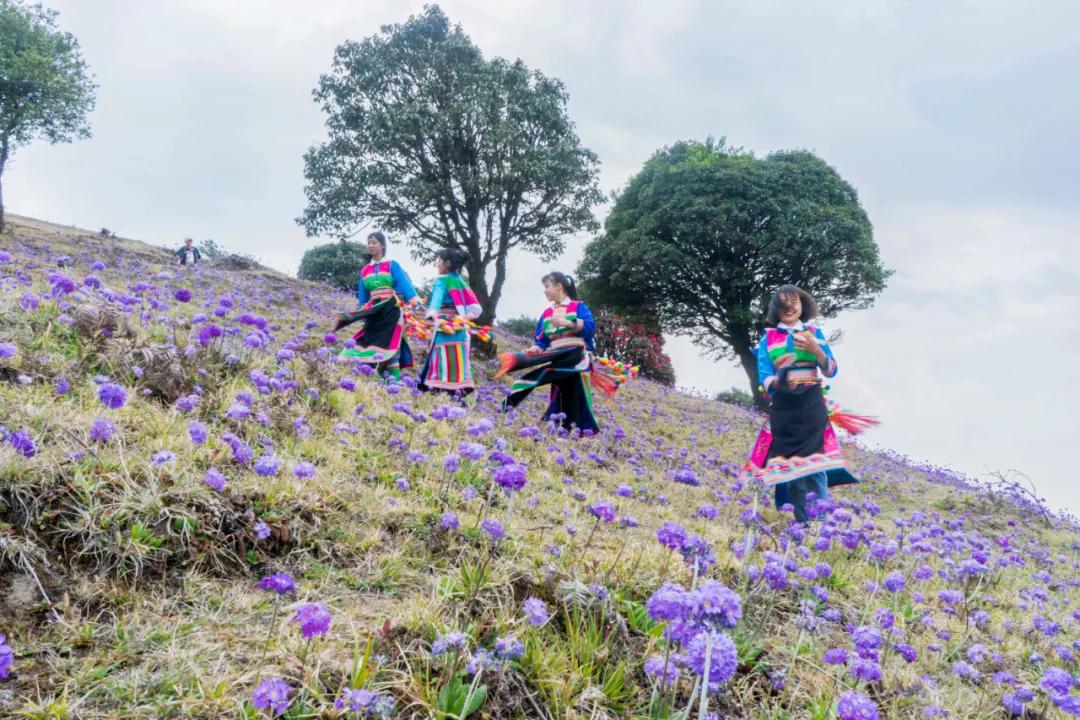 腾冲高山草甸景点,腾冲高原草场