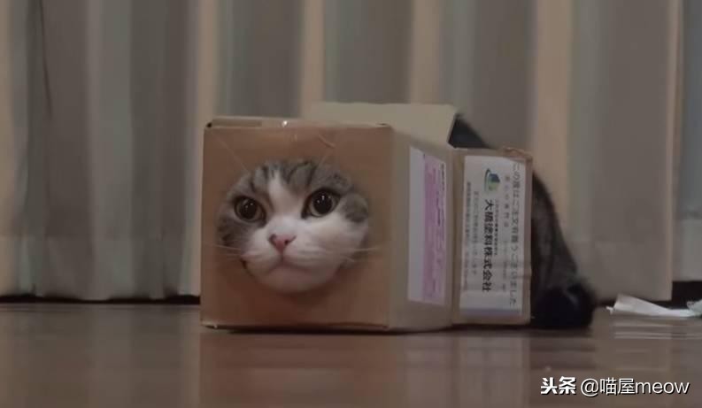 猫喜欢被挠脸是什么意思,猫喜欢被挠下巴闭着眼睛