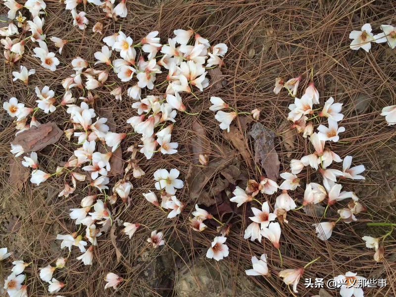 贵州仓更板栗基地地址,贵州板栗在哪里