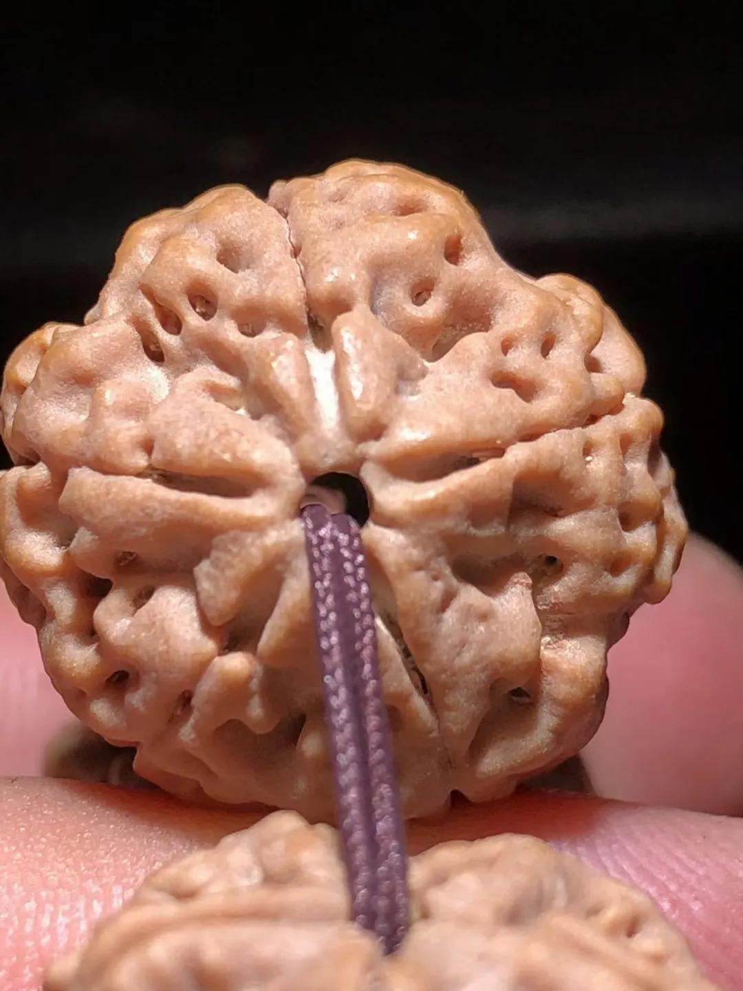 尼泊尔金刚杵 (尼泊尔金刚菩提)