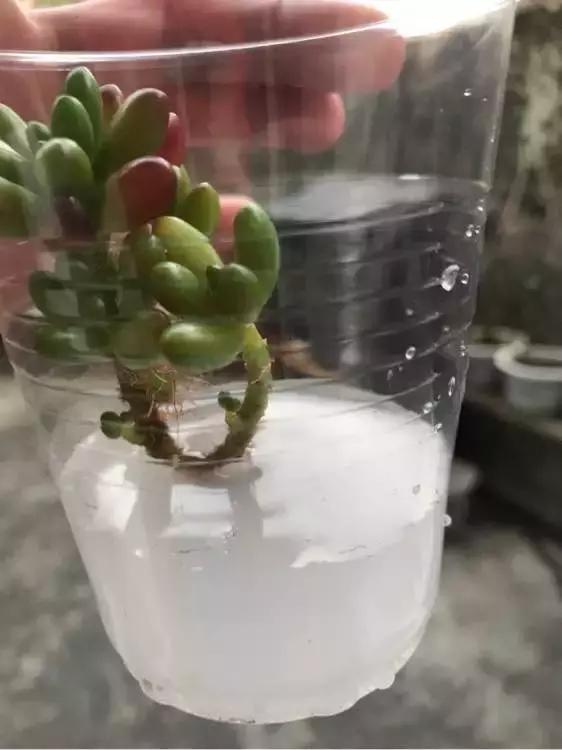 多肉根腐黑没有多菌灵怎么救,养多肉很容易死