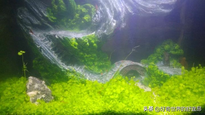 养鱼怎么建立硝化细菌,养鱼的硝化细菌怎么培养怎么维护