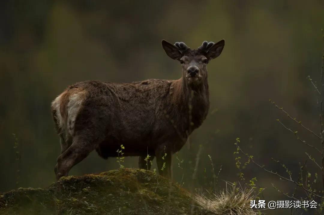 尼康拍野生动物,这位摄影师