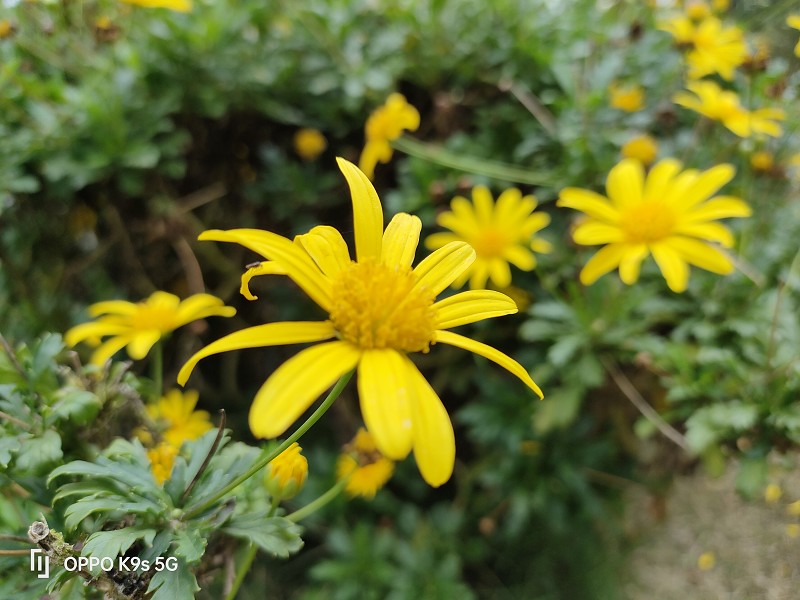 OPPOK9s值得买吗测评,oppok9s值得入手吗