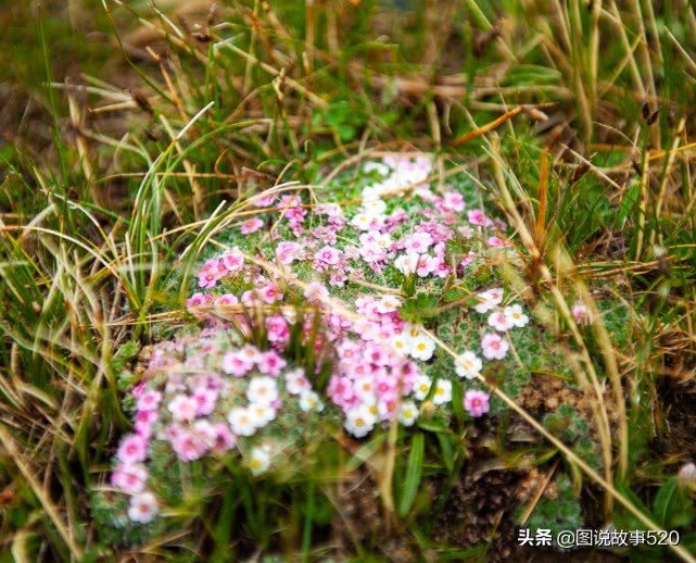 最好的虫草10斤虫草价值多少,正宗西藏鲜虫草多少钱一斤