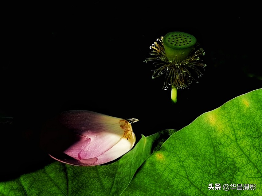 北京禧园：秋日荷花婀娜多姿惹人醉