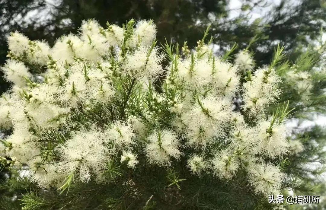 什么精油对猫有危害,猫咪精油有必要用吗