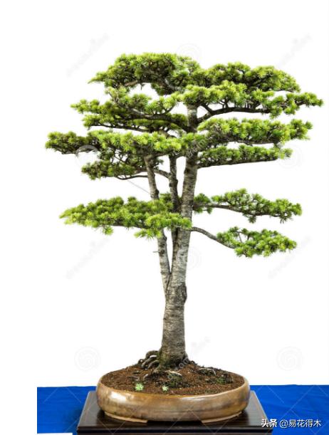 雪松盆景怎么打理,雪松盆景制作过程