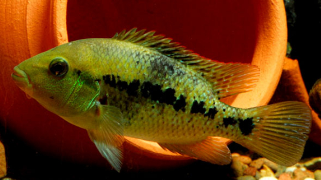 南美慈鲷,慈鲷有黑色的吗