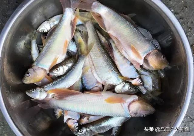 钓马口鱼的最佳方法路亚,路亚溪流钓马口鱼的最佳方法