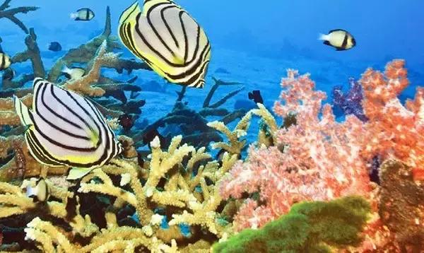 全球惊艳的10个海底世界，看到第一个就想出发！