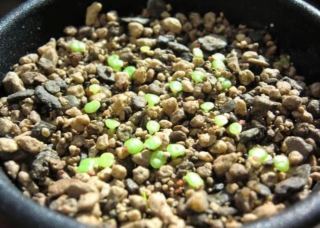 多肉植物如何播种视频教学,多肉植物刚买回来种植方法