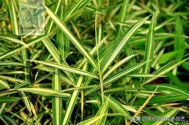 竹子大全,各种竹子大全