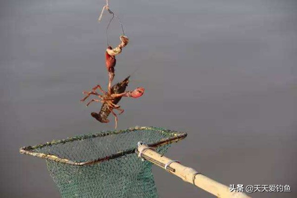 钓小龙虾最简单高效的方法,小龙虾的垂钓方法