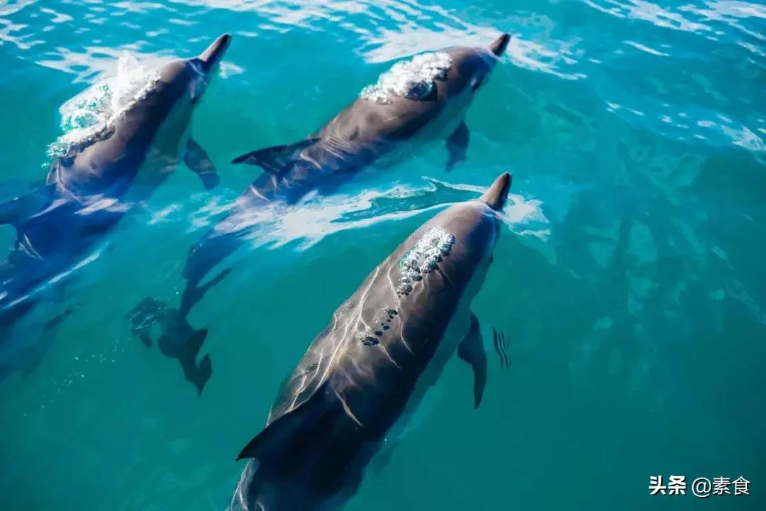 如何看待为了保护动物而吃素,素食拯救了我的生命