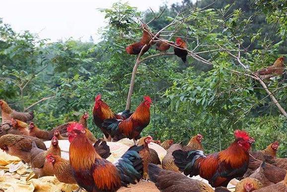夏季防治鸡寄生虫病的方法,鸡蛔虫病是什么症状