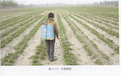 什么品种的草莓产量多又好吃又甜,什么草莓品种丰产又好吃