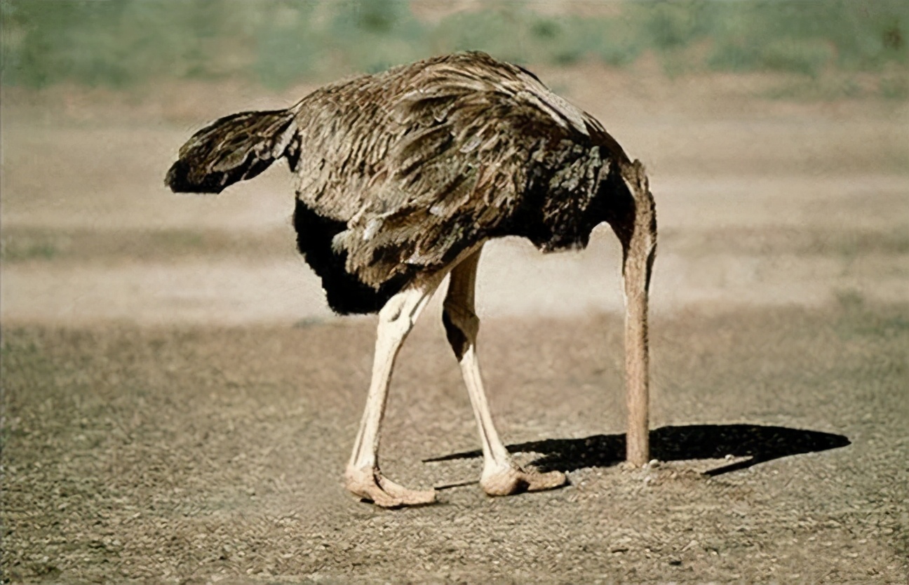 鸵鸟遇到危险为什么把头埋到土里,鸵鸟遇到危险时是怎么躲避的