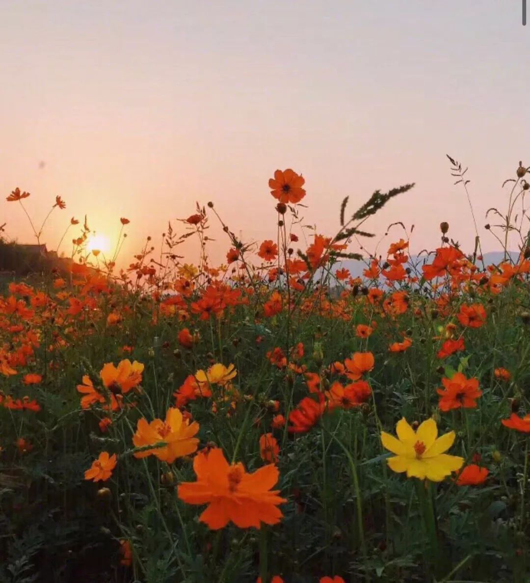 戴口罩的冬天太漫长，差点忘了中国的春天有多美