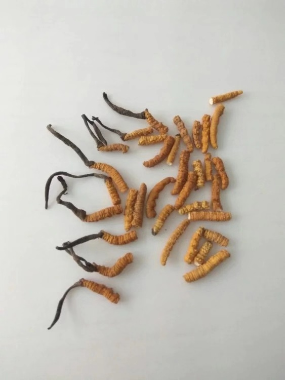 冬虫夏草假货多还是燕窝假货多,冬虫夏草断草有假货吗