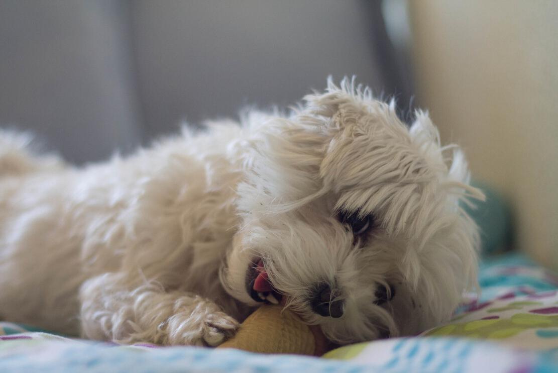 养比熊的方法和注意事项,4个月比熊喂养注意事项