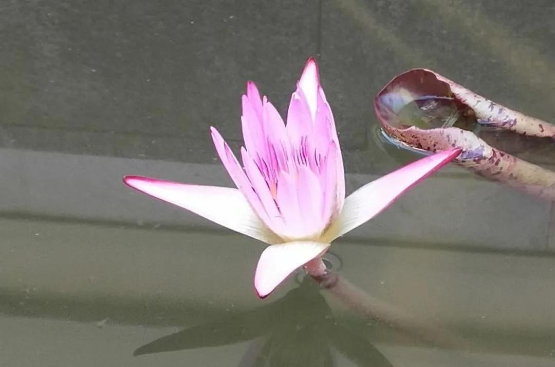 最美的风景美丽的校园,最美的风景就是校园