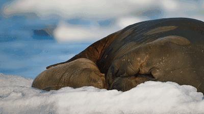 孩子必看的5部纪录片动物世界,最适合儿童观看的6部动物纪录片