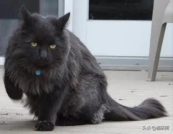 猫咪摔骨折了治疗需要多少钱,猫咪骨折吃什么东西恢复得快