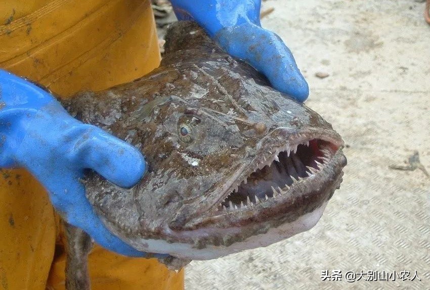 深海的鮟鱇鱼,深海鮟鱇鱼