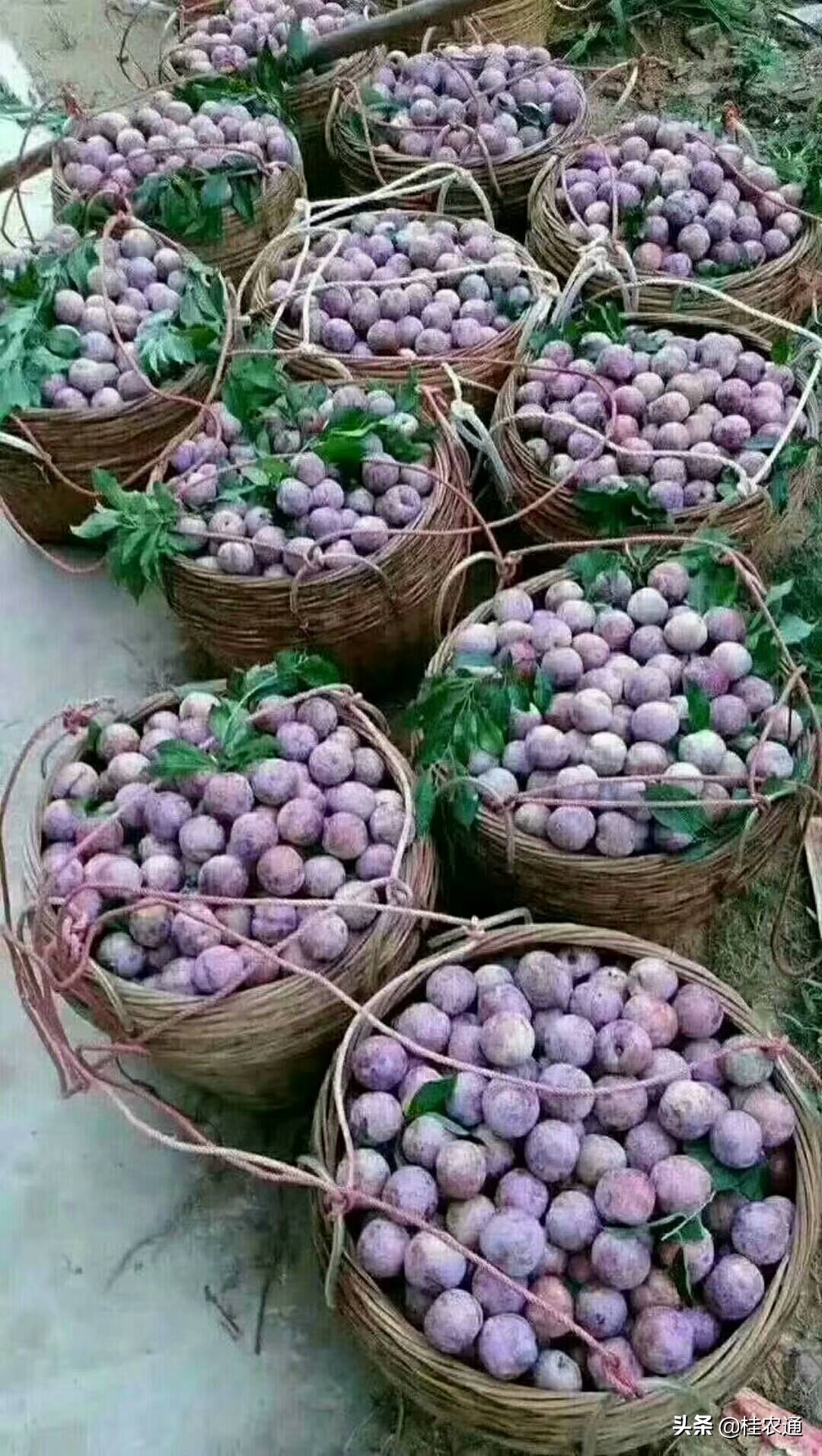 广西河池有什么特色水果,广西河池有什么特产水果