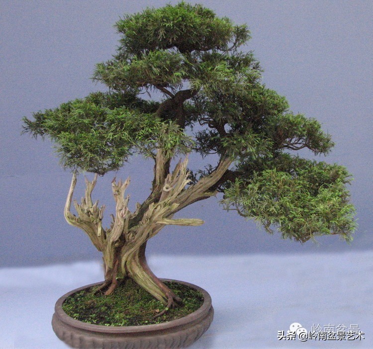 盆景经营思路及方法,盆景市场