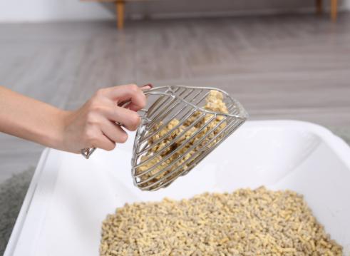 养猫必备好物｜新手养猫攻略