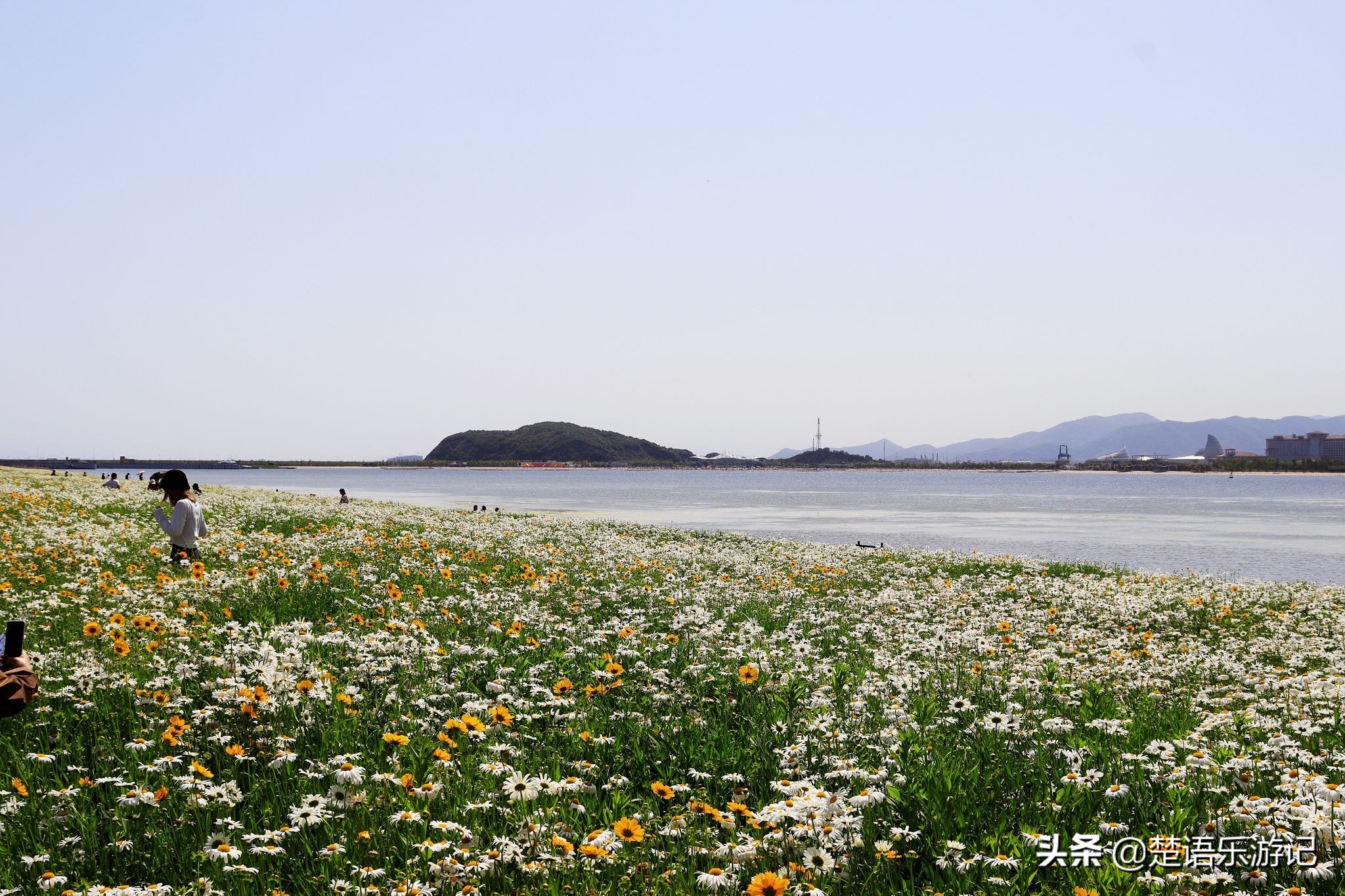 宁波大闸桥花海,宁波风景花海