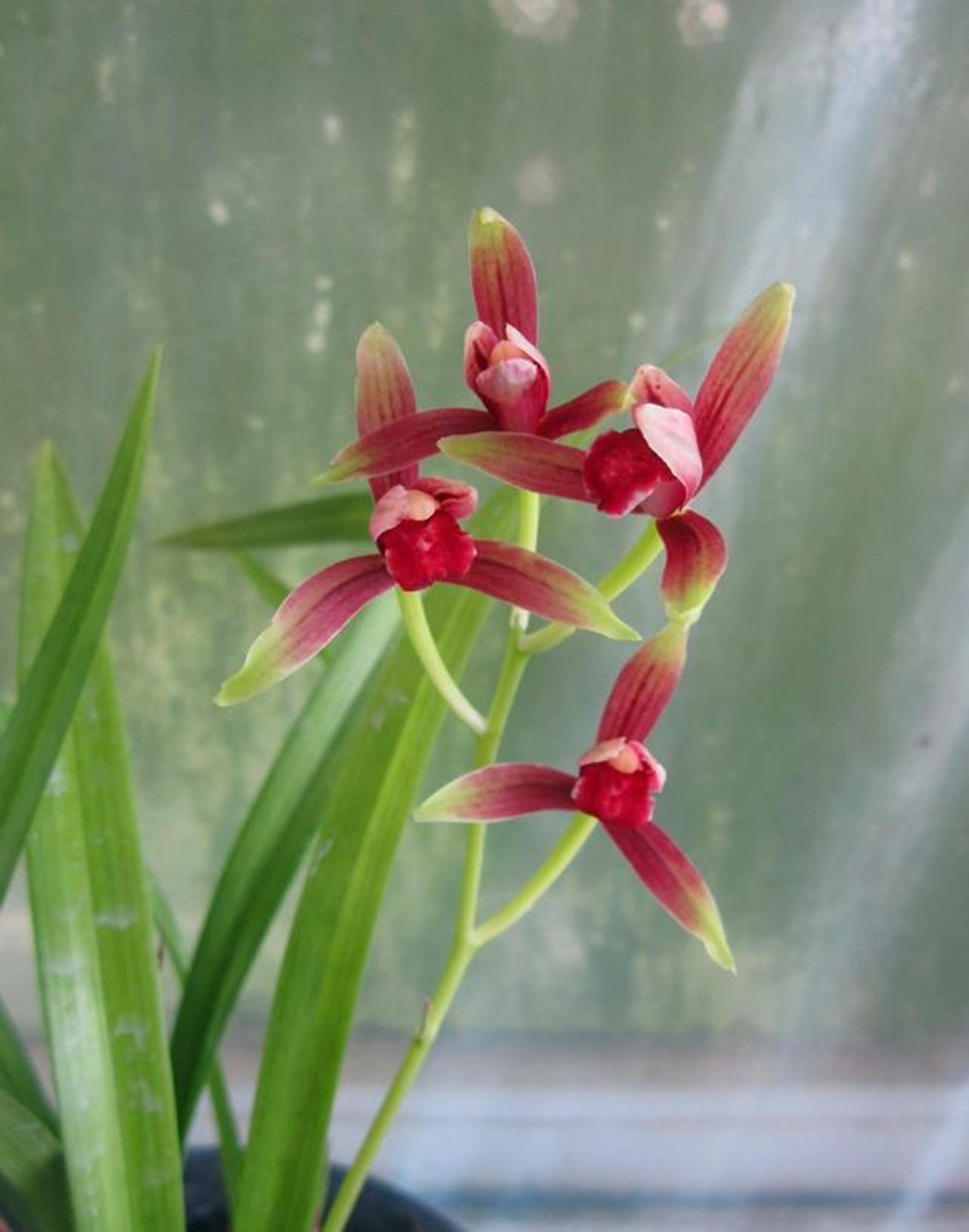 建兰开花漂亮的品种推荐,建兰十大名贵花