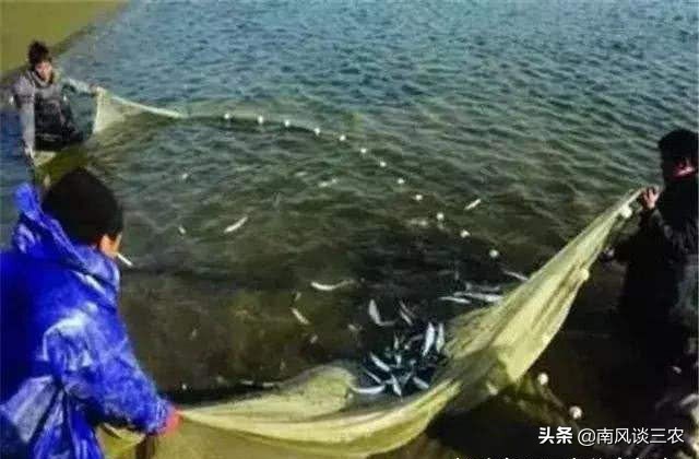 8千一斤的鱼，如今跌到400一斤，人称“凤尾鱼”