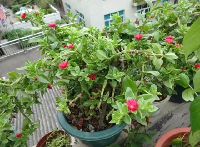 这6种花养在家里颜值高还好养活,什么花最好养还能除甲醛