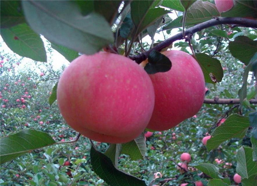 百种味道的果子,四季百种果子图片