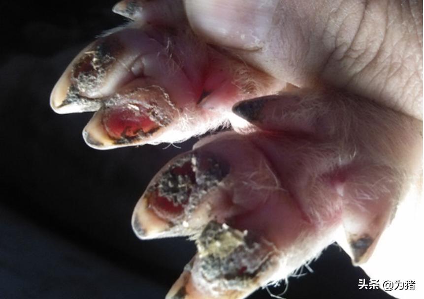 刚出生小猪瘫软怎么办,刚出生小猪后趴蹄怎么治疗