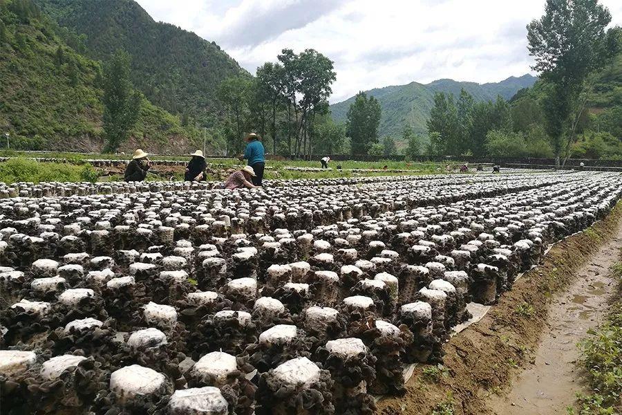 柞水黑木耳东方甄选,柞水木耳特产店