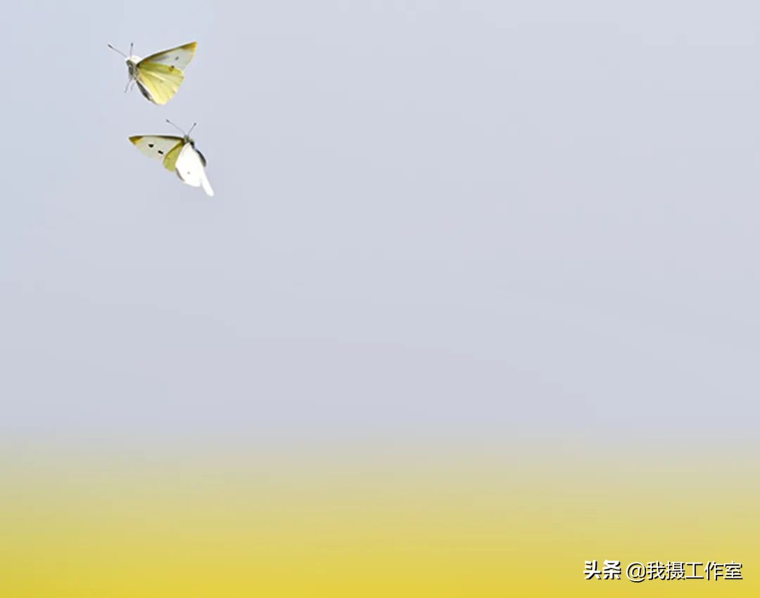 第16届国际摄影艺术展获奖作品,第29届全国摄影艺术展览作品集