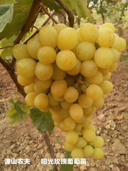 氮、磷、钾—对果树大樱桃的重要性，你用对了吗？