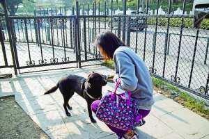 为什么总是提倡“领养代替购买”？