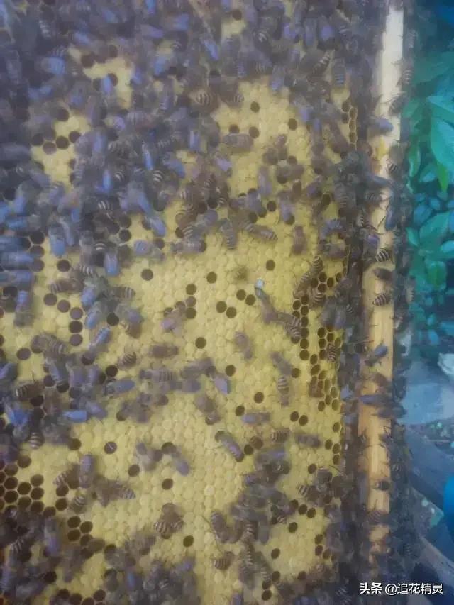 蜂不强，蜂王多，想要分蜂增加蜂群，能行吗？该怎么做？