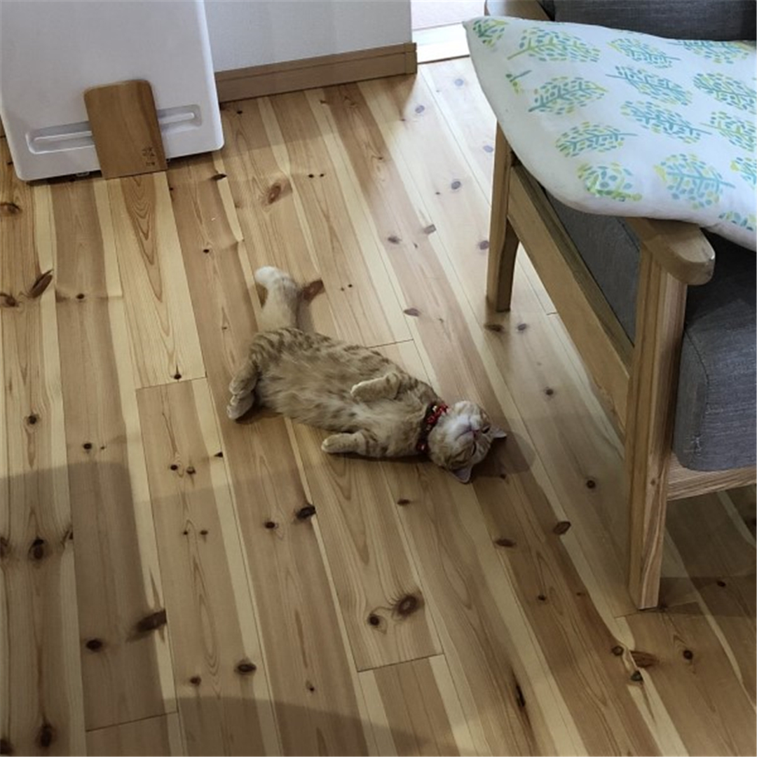 橘猫累到虚脱，四仰八叉躺在地板上呼呼大睡，网友：没电了