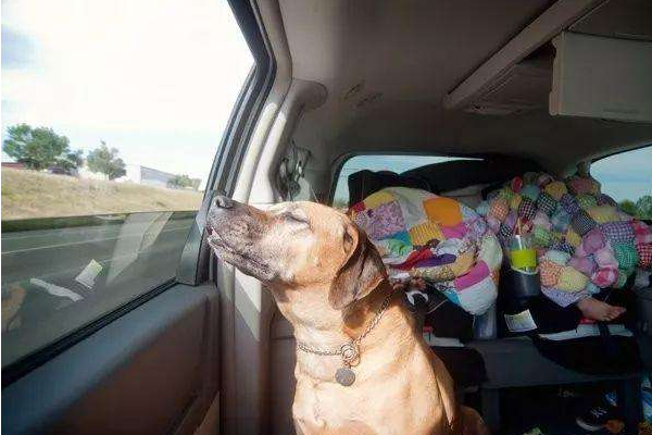 春节该如何带宠物回家,马上快过年了宠物应该怎么照顾呢