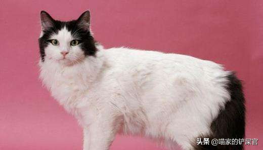 布偶猫亲布偶猫,褴褛猫和布偶猫的区别是什么意思